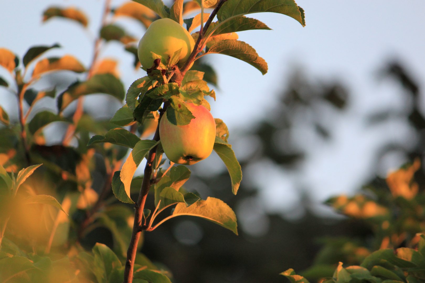 Apfel