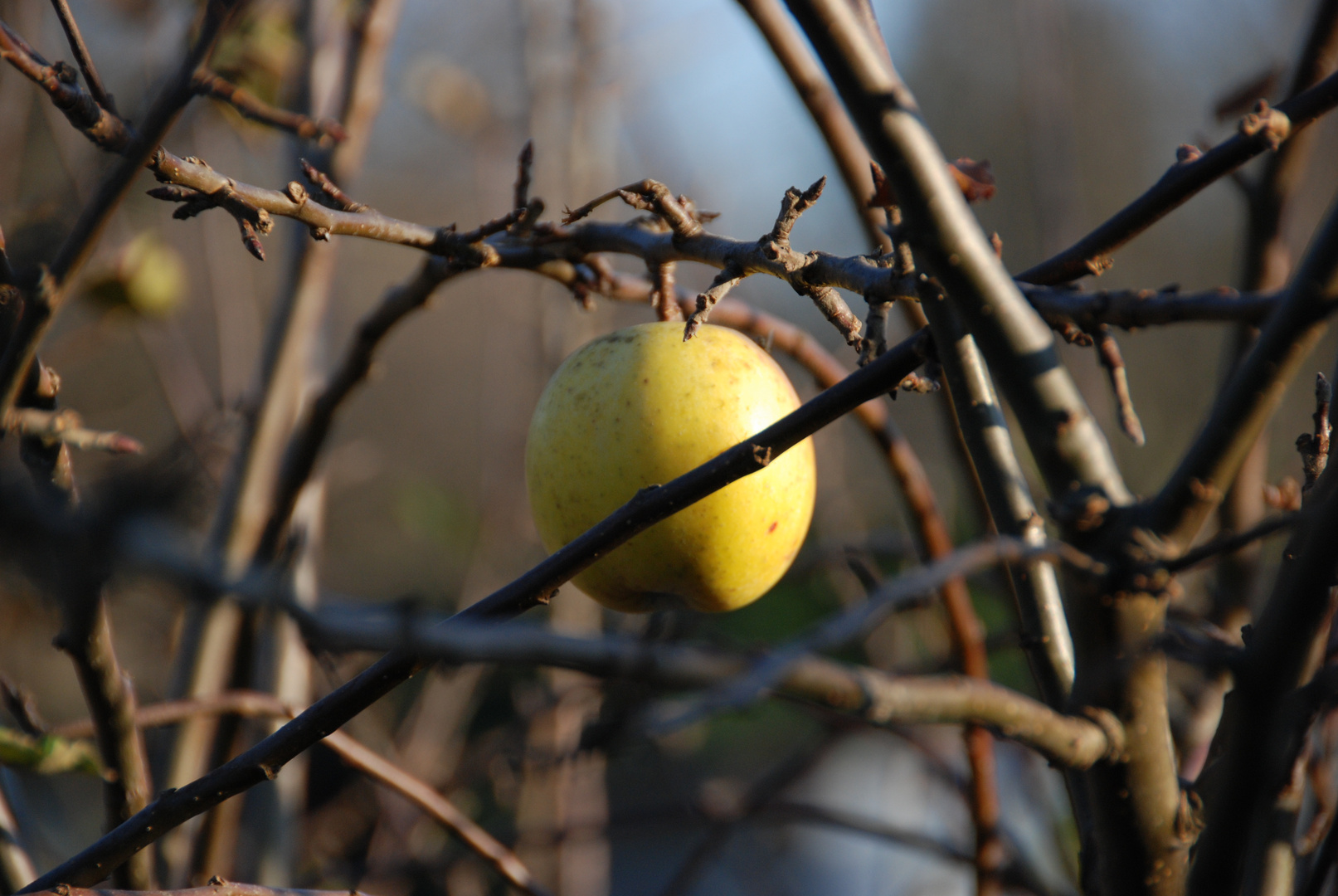 Apfel