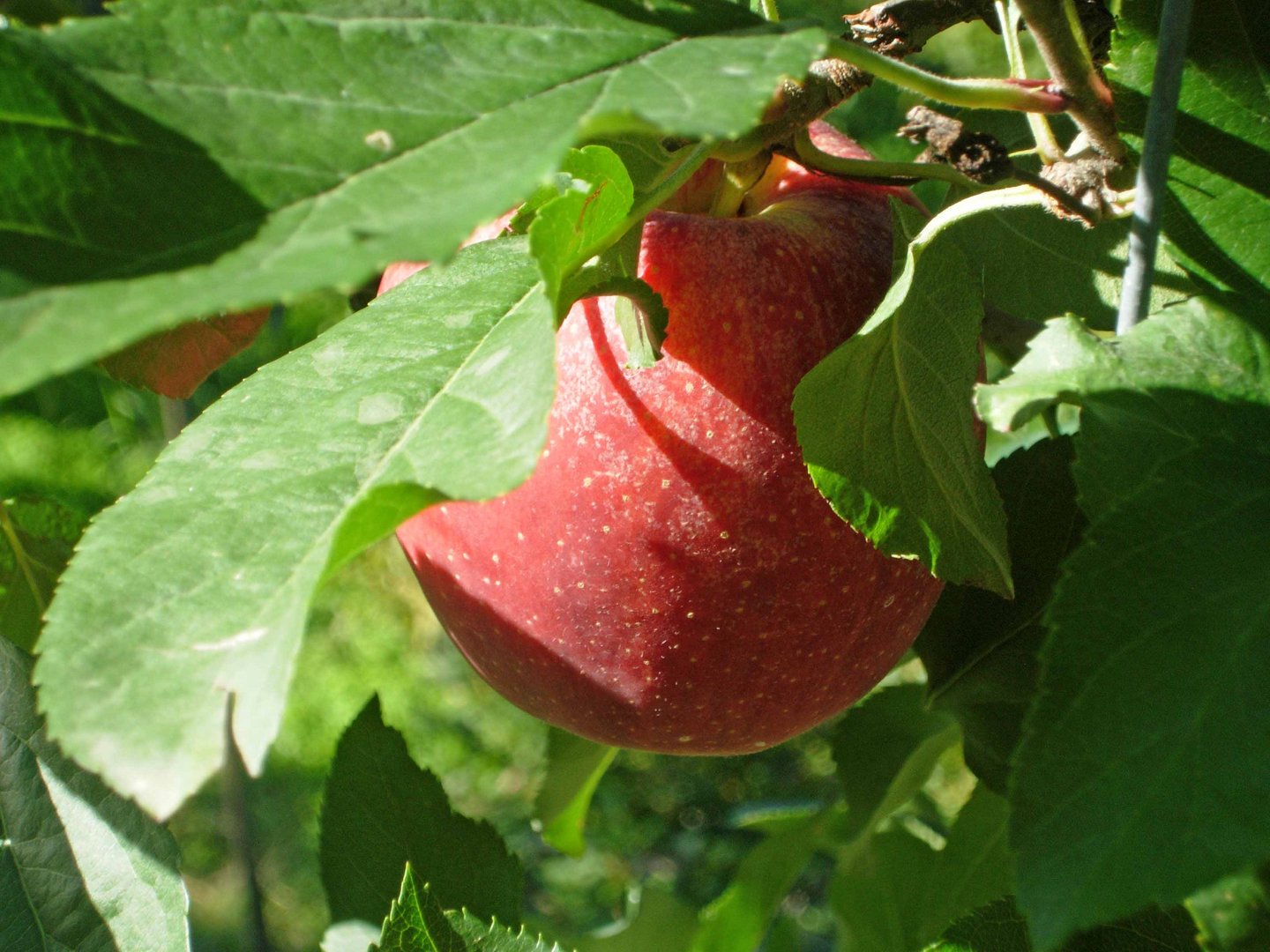 Apfel