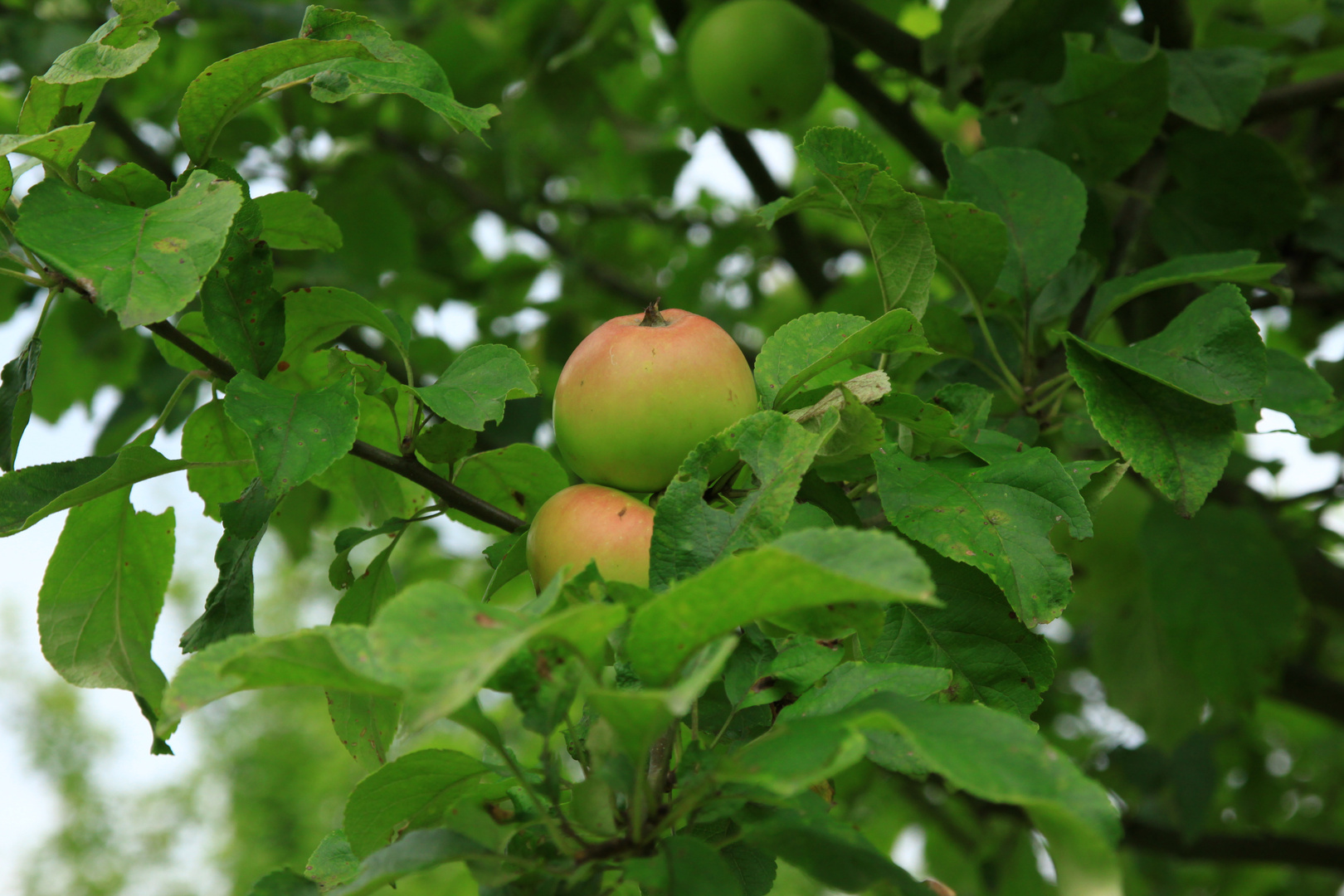 Apfel