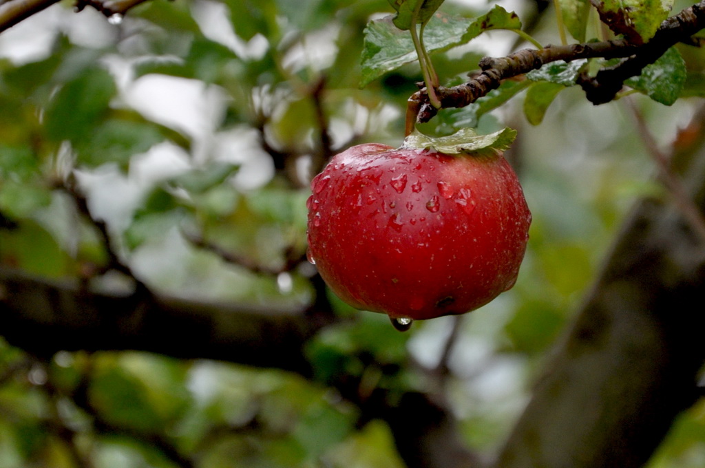 Apfel