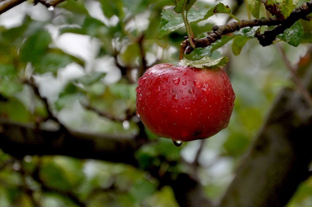 Apfel