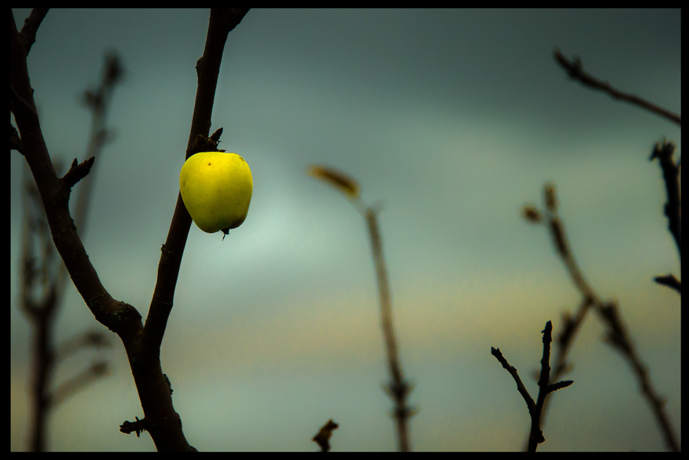 Apfel