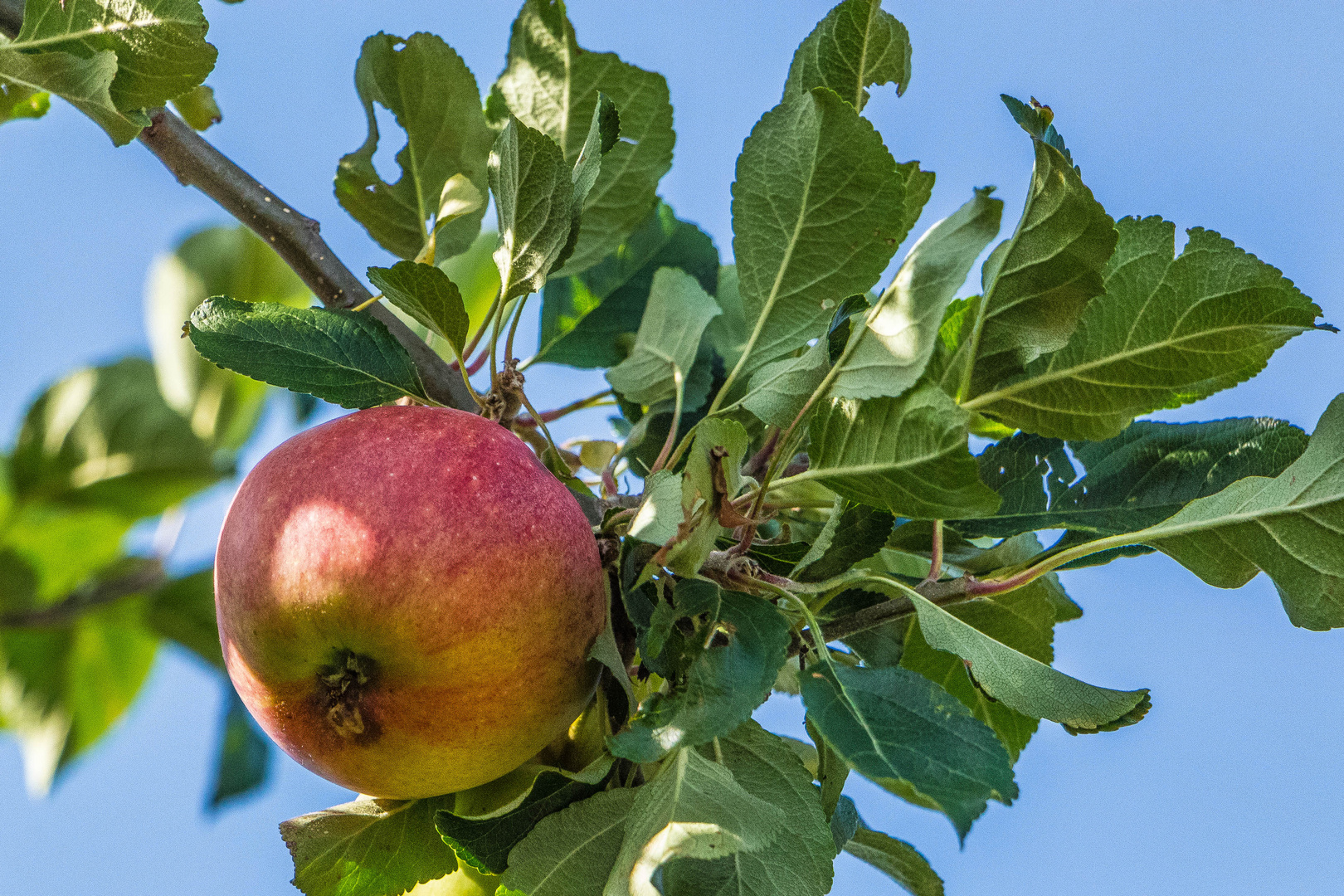 Apfel