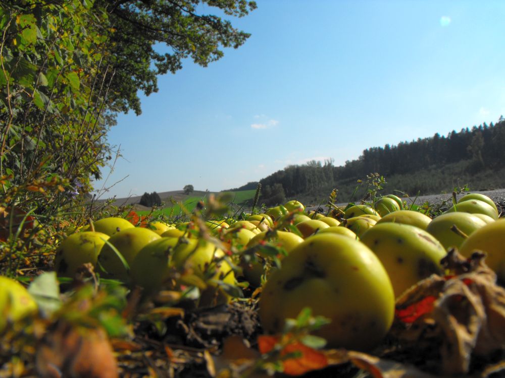 Apfel