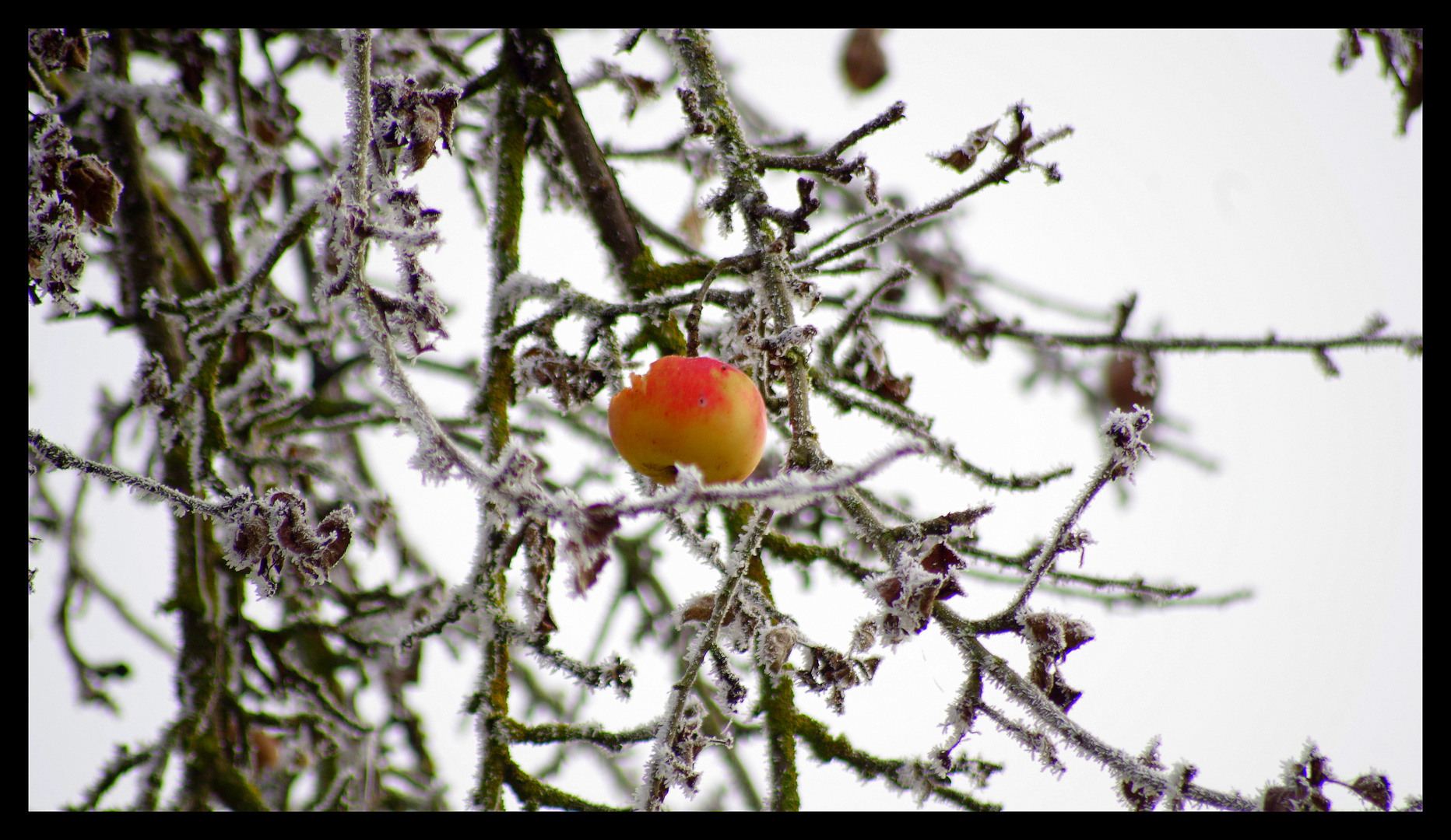 APFEL