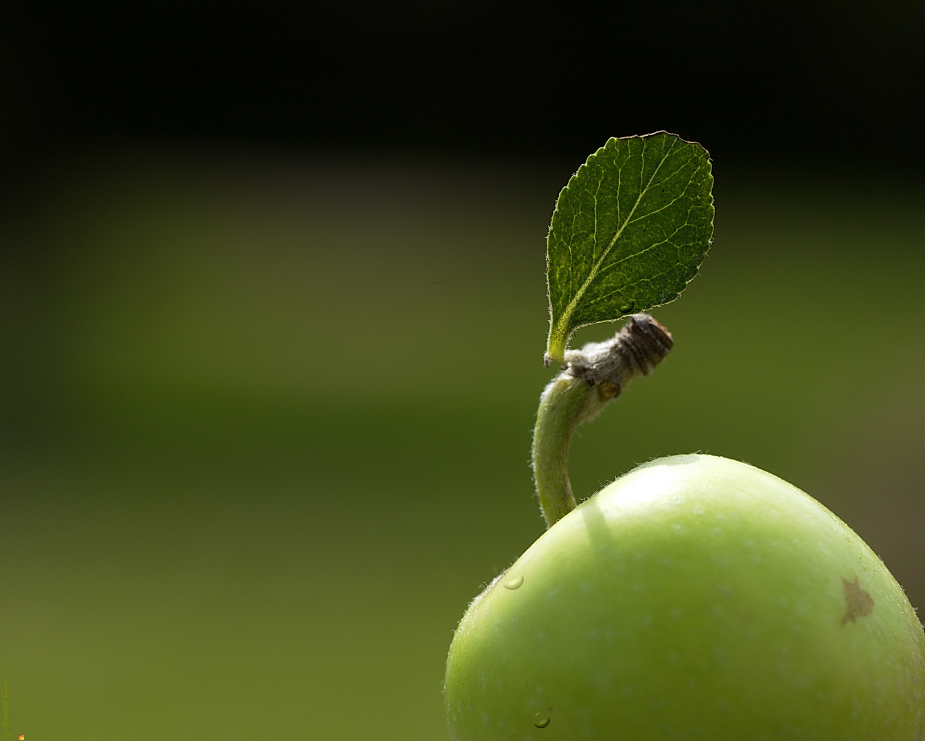 Apfel