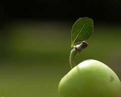 Apfel