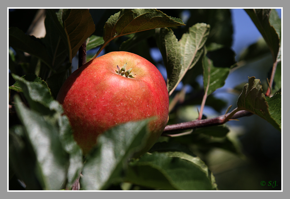 Apfel