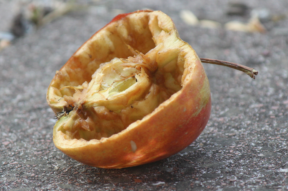 Apfel als Vogelfutter