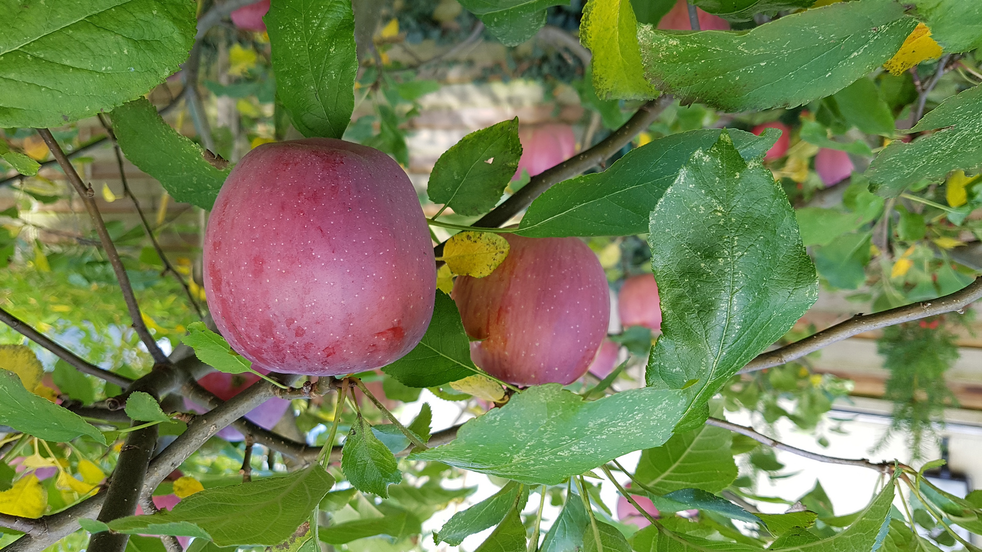 Apfel am Baum 20191011_153340