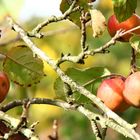 Apfel am Baum...