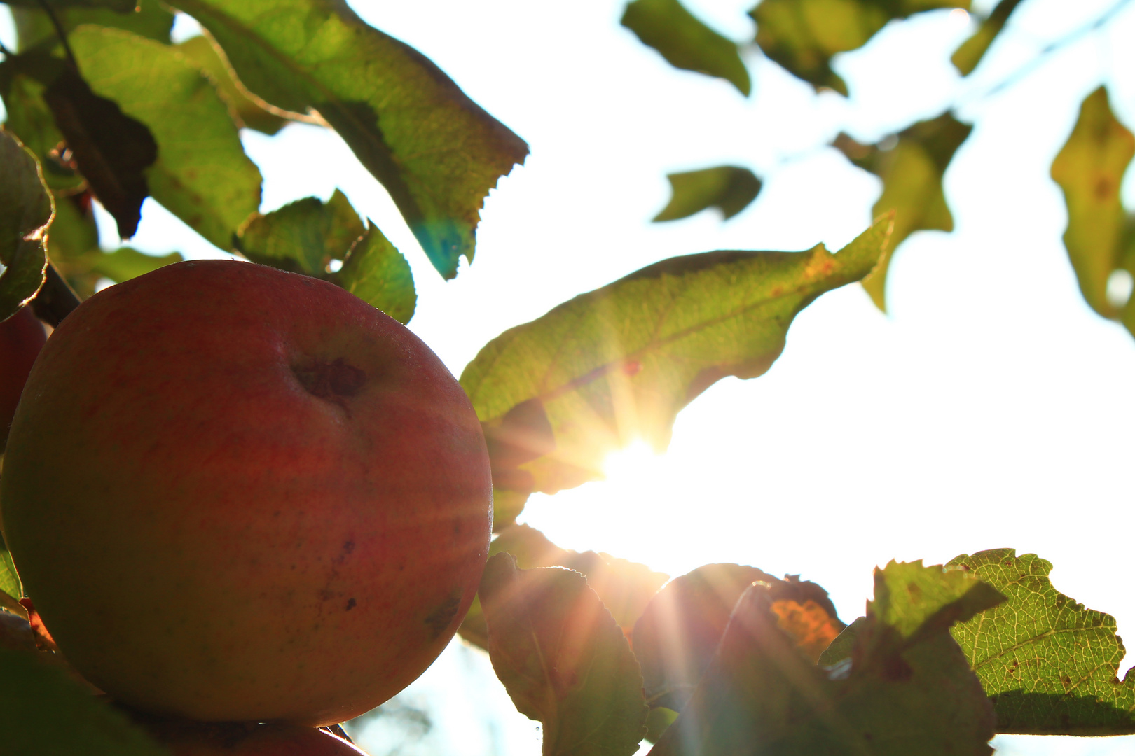 Apfel am Baum