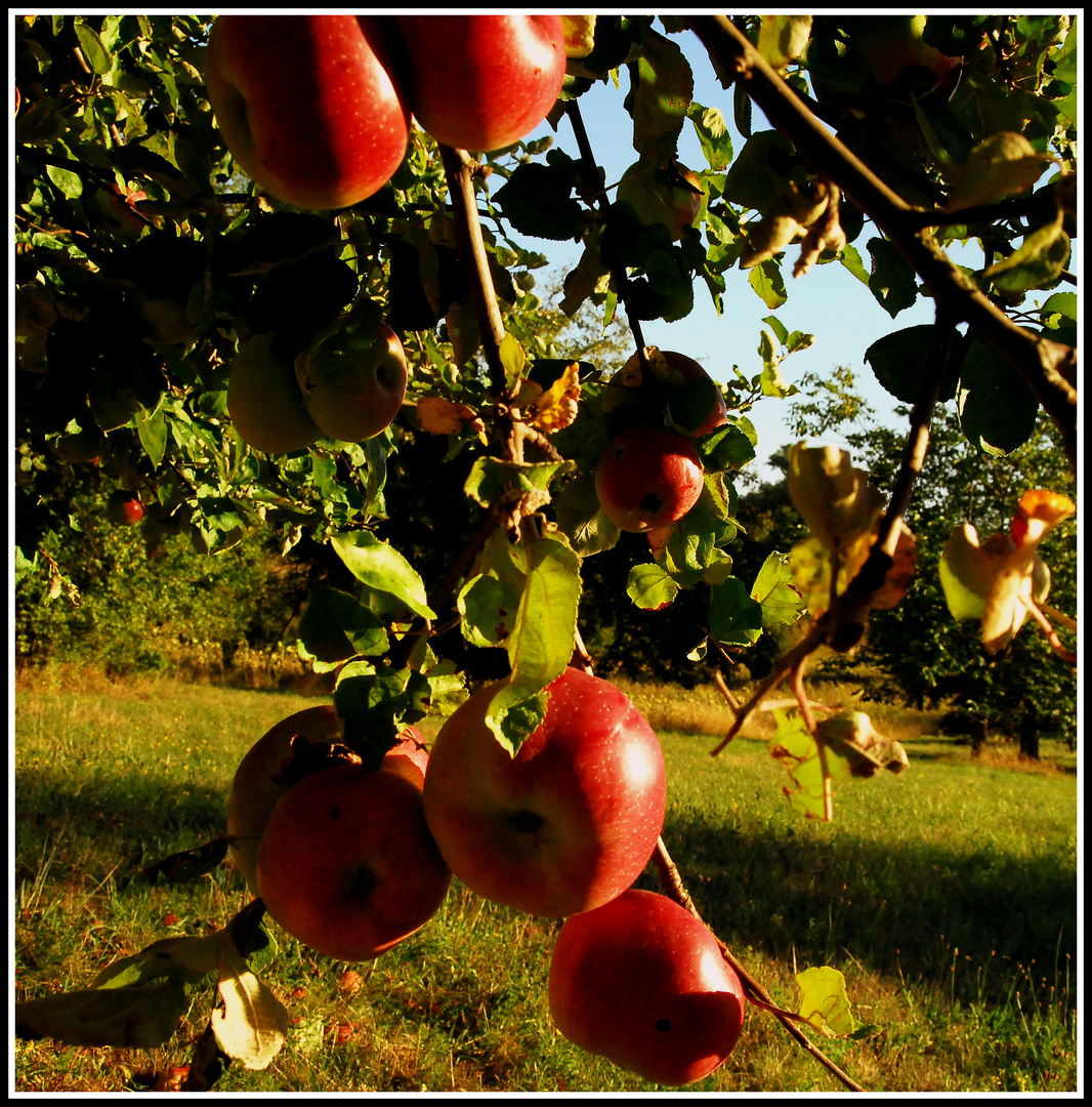 Apfel am Baum