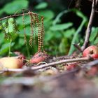 Apfel am Boden