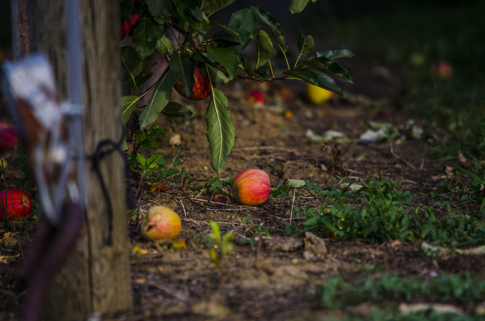 Apfel am Boden