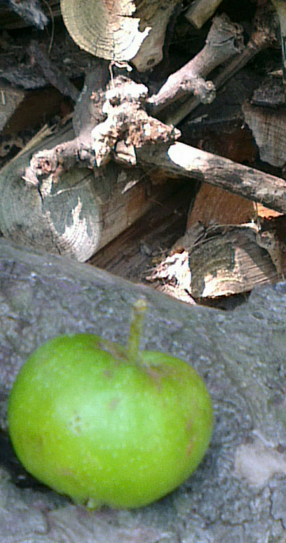 Apfel am Holzstapel...