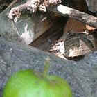 Apfel am Holzstapel...