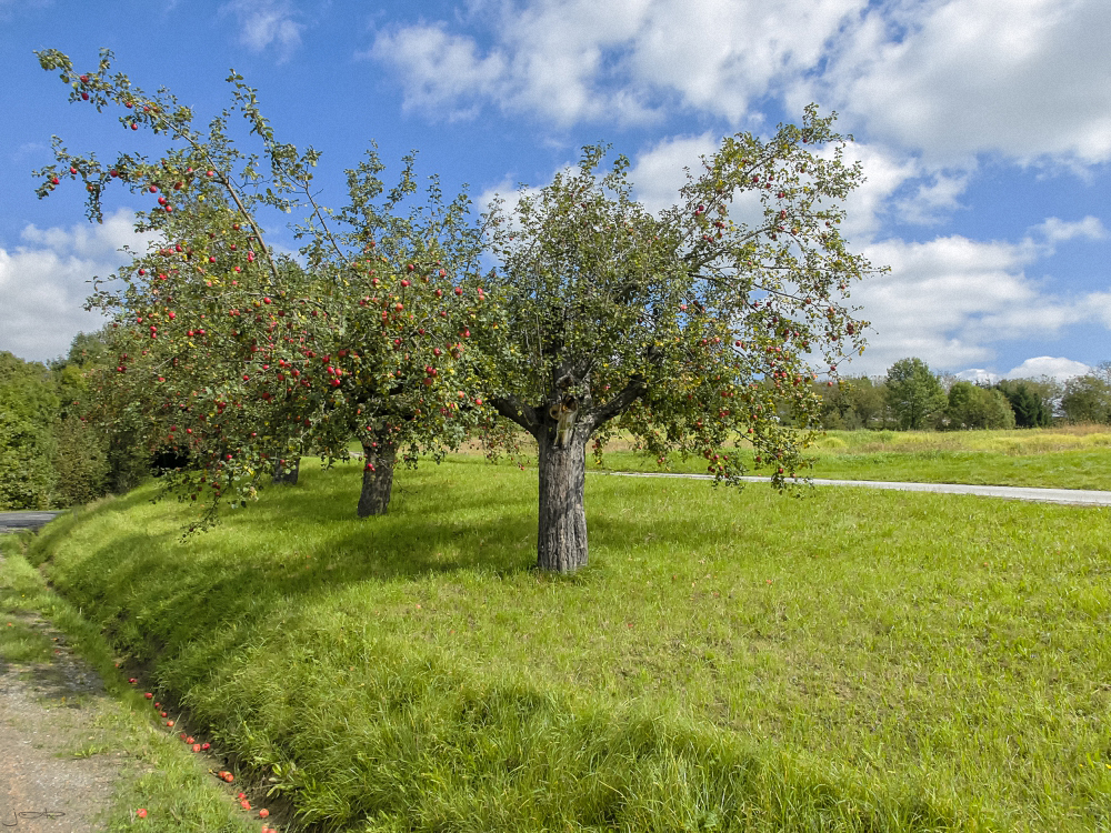 Apfel an Apfel