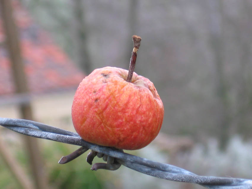 Apfel auf Stacheldraht