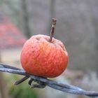 Apfel auf Stacheldraht