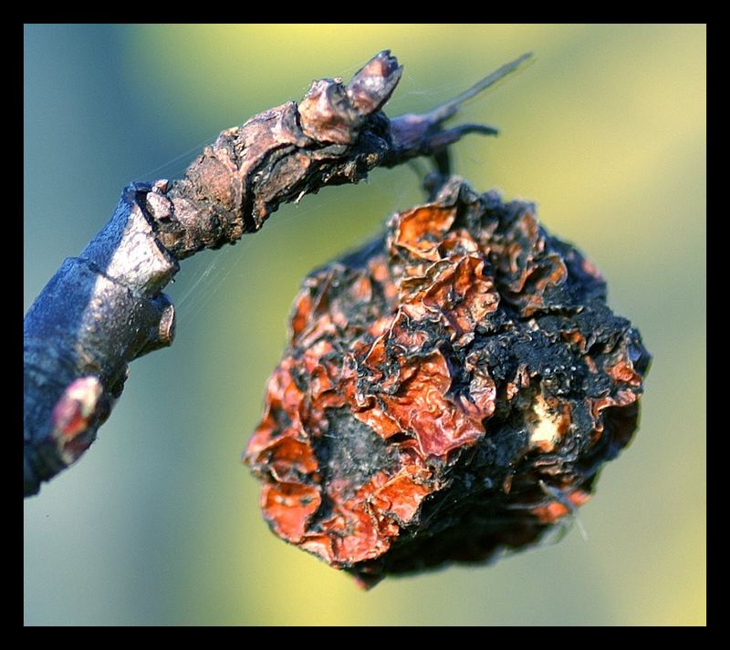 Apfel aus dem letzten Jahr