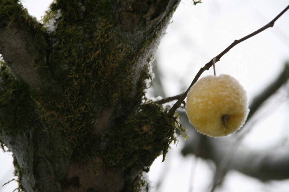 Apfel Auslese