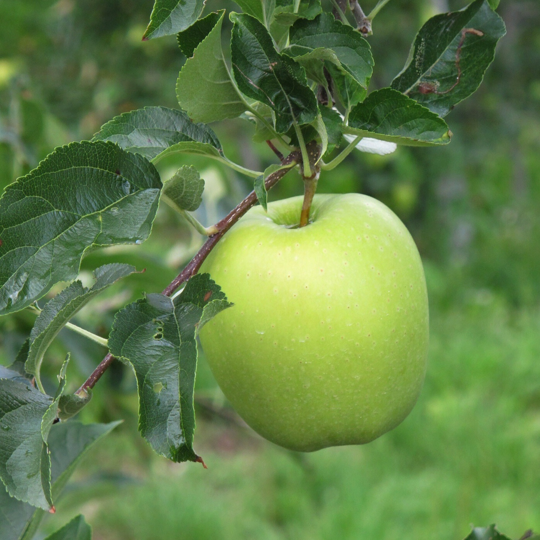 Apfel