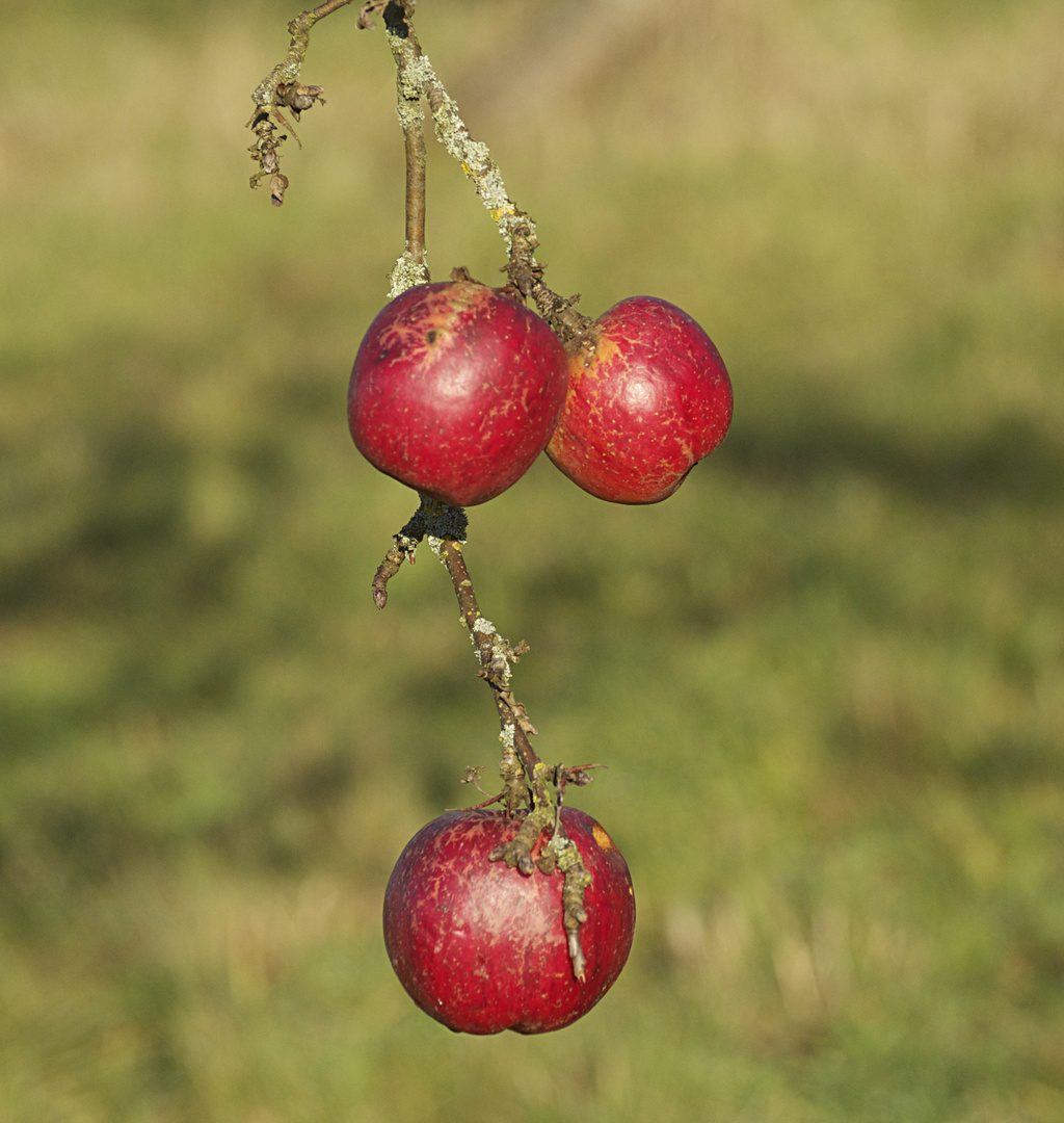 apfel