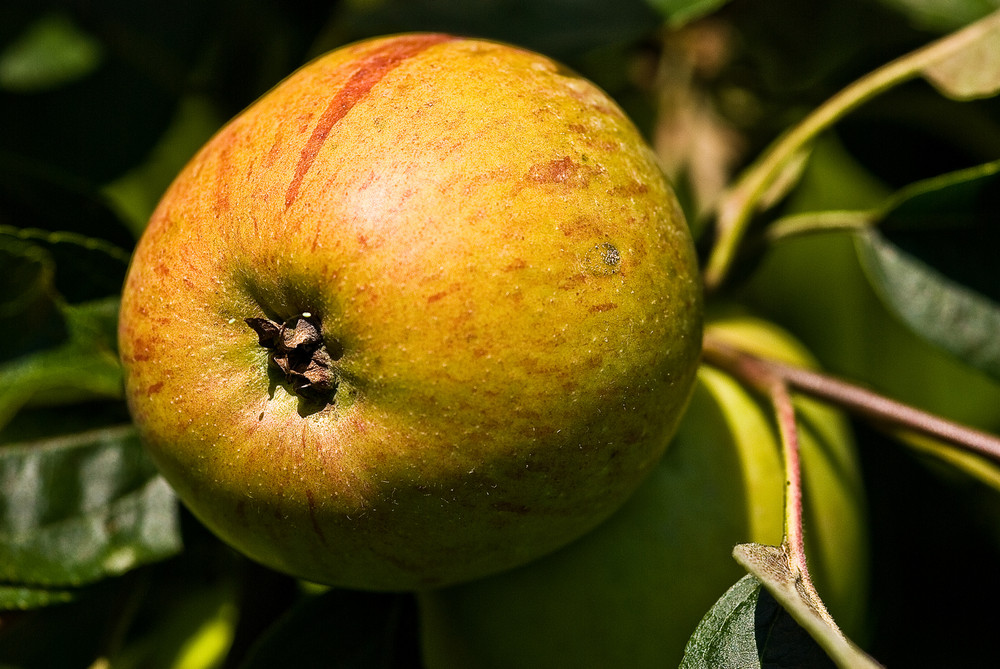 Apfel