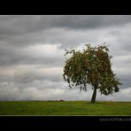 Apfel Baum