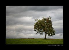 Apfel Baum