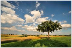 Apfel Baum auf der Schwäbischen Alb