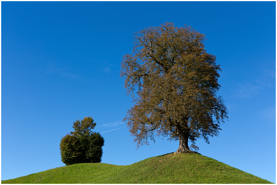 Apfel-Baum