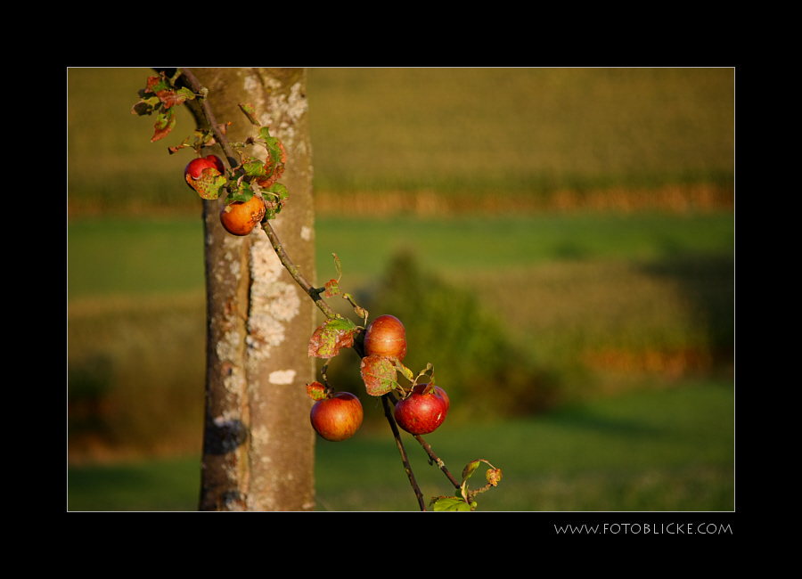 Apfel Baum Stamm