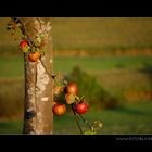 Apfel Baum Stamm