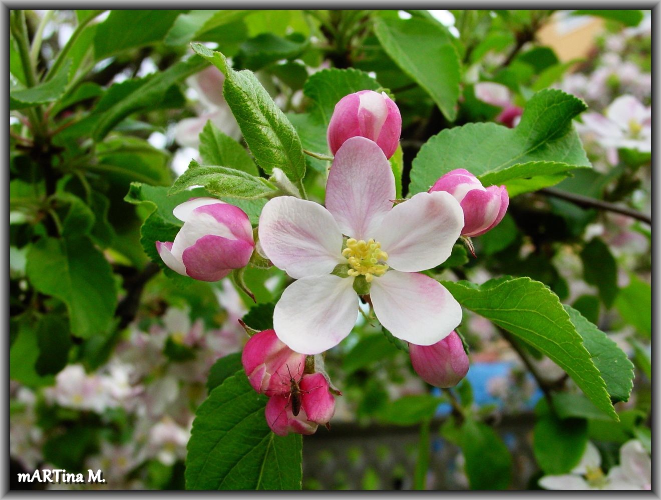 Apfel-Baum-Traum