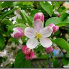 Apfel-Baum-Traum