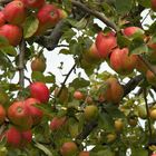 Apfel bezeichnet: eine essbare Frucht bzw. einen Baum der Art Malus domestica