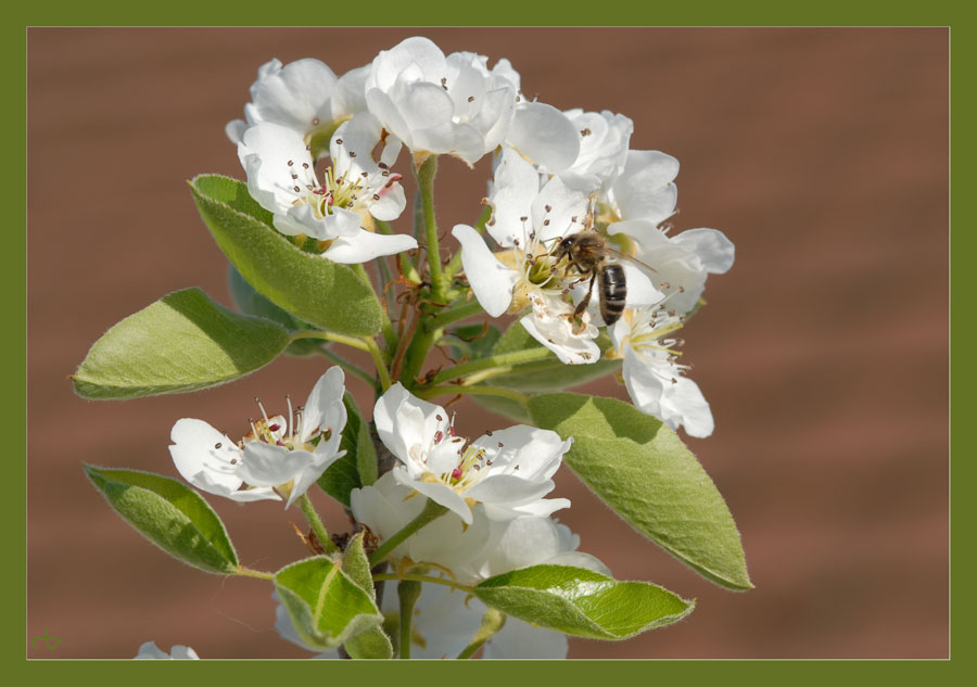 Apfel, Birne, Kirsche oder Mirabelle ?