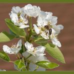 Apfel, Birne, Kirsche oder Mirabelle ?