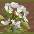 Apfel, Birne, Kirsche oder Mirabelle ?