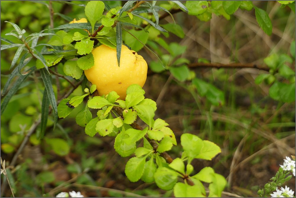 Apfel, Birne, Zitrone ...?