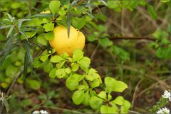 Apfel, Birne, Zitrone ...?