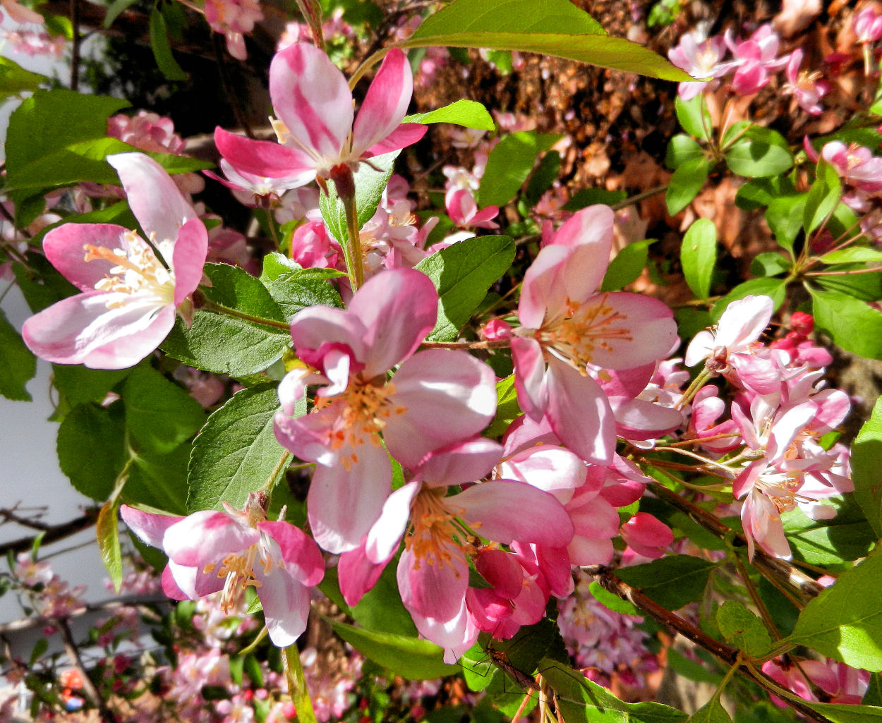 Apfel-Birnen-Kirschblüten