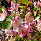 Apfel-Birnen-Kirschblüten