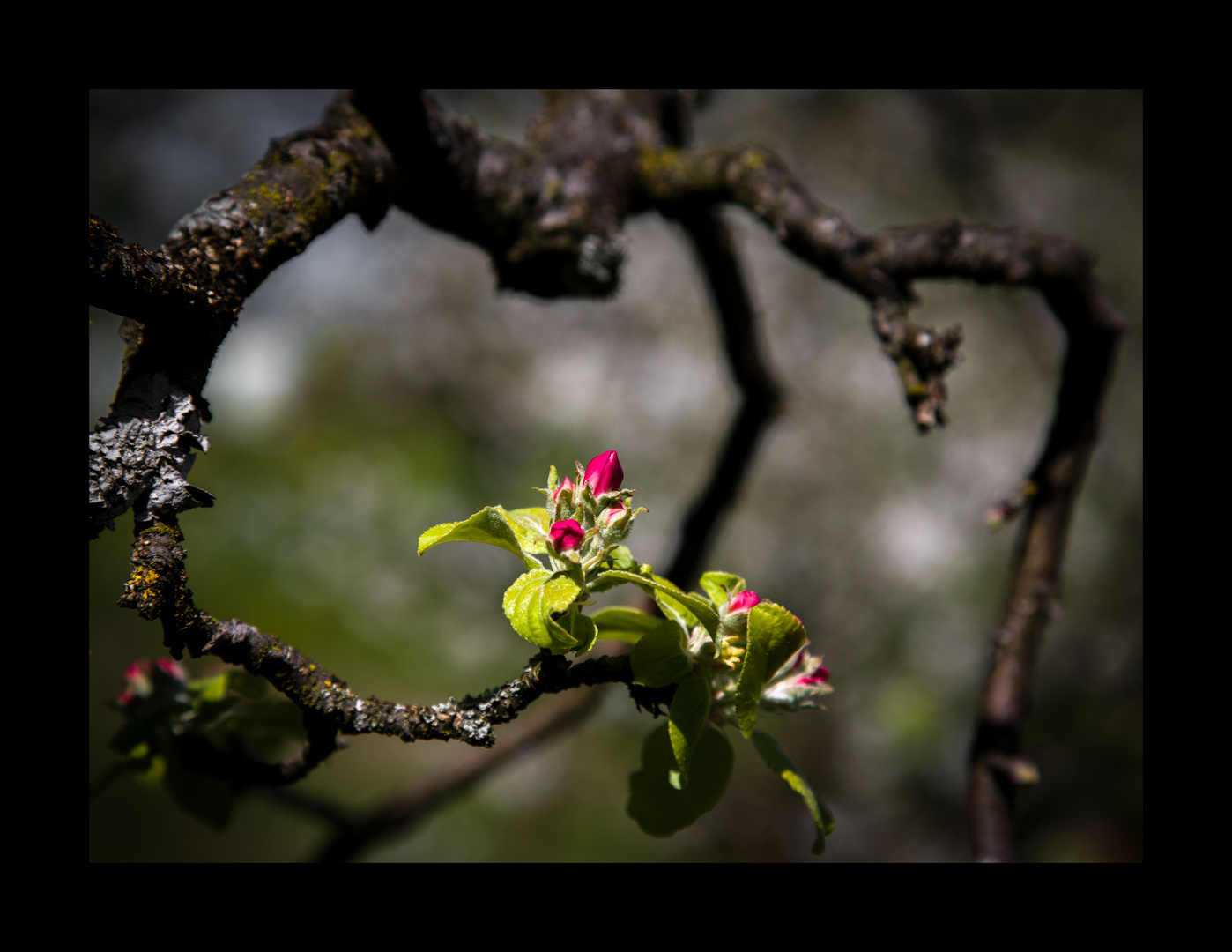 Apfel Blüte