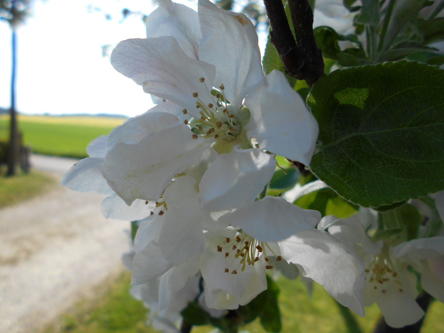 Apfel Blüte