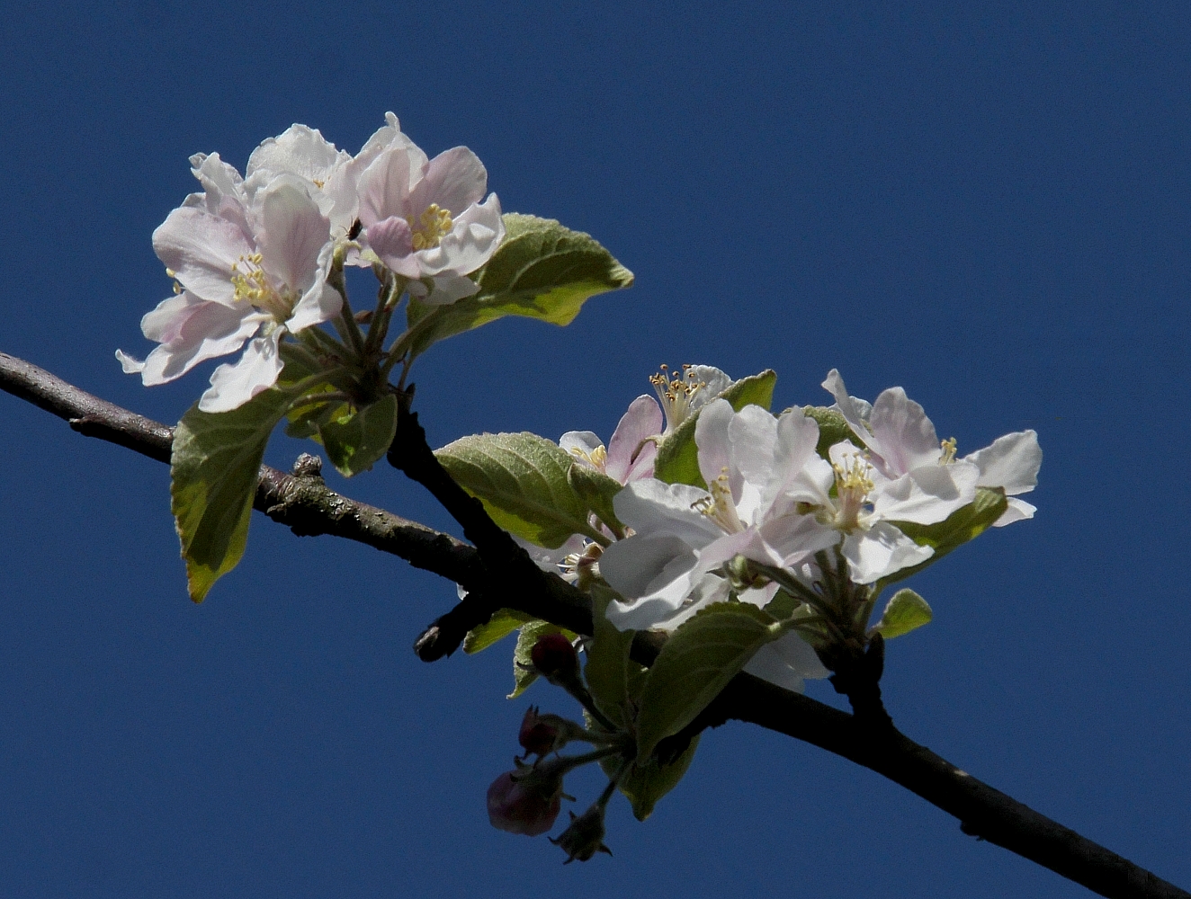 Apfel-Blüte