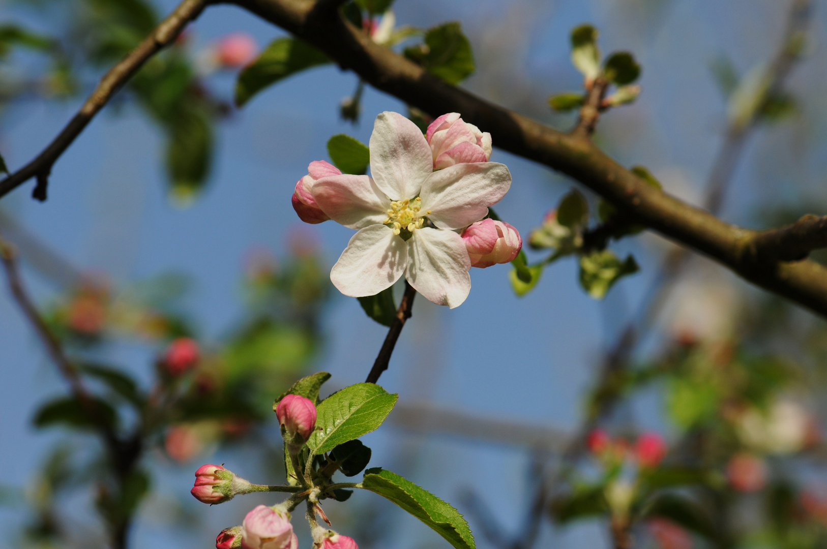 Apfel - Blüte